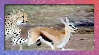 Cheetah Running Full Speed Hunts Prey  Attacks Thompsons Gazelle [upl. by Zeba]