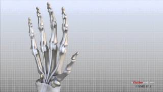 Hand Anatomy Animated Tutorial [upl. by Aleirbag214]