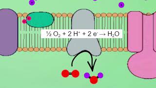 Respiration et Fermentation [upl. by Ardelis]