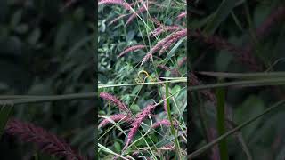 Courtship on the stem of Pennisetum pedicellatum [upl. by Bristow]