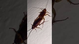 How to cockroach màte cockroach nature insect [upl. by Gnod978]