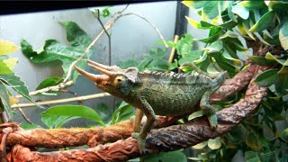 September Reptile Room Tour 2016 [upl. by Messere6]