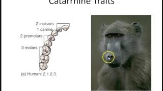 Primate Traits for Classification [upl. by Ardnekahs]