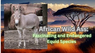 African Wild Ass Fascinating and Endangered Equid Species donkey wildass animals [upl. by Gaven]