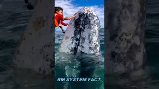 north sea ocean 🌊 ka😱 खतरनाक fish gray whale 🐋 fish shortvideo animalfacts trending viralvideo [upl. by Denice]