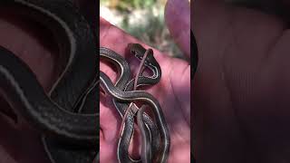 California garter snake snake animals [upl. by Asilegna]